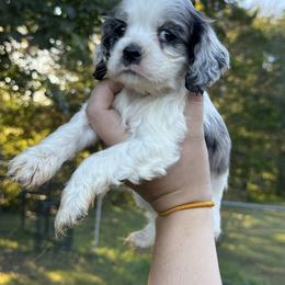 Girl 2 - Purple - Black and white female Cocker Spaniel puppy in Ellenboro, North Carolina from Chantels Spaniels