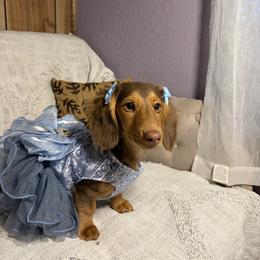 Ivy - Dachshund