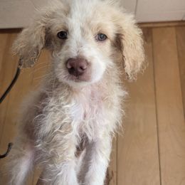 Frozone - Apricot male Aussiedoodle puppy in Cumberland, Rhode Island from W Doodle Crew