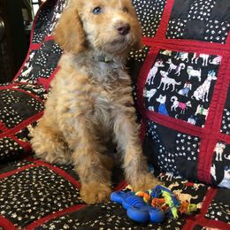 Labradoodle Puppies from Hippie Hollow Doodles