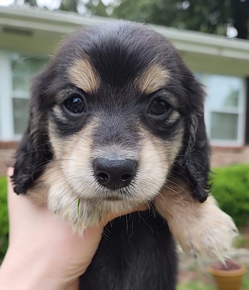 Dachshund Puppies from Katie Light