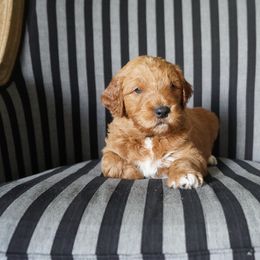 Goldendoodle Puppies from Doodles of West Chester