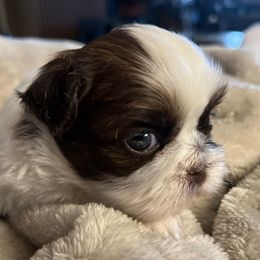 Boy 1 - Brindle and white male Shih Tzu puppy in Peoria, Arizona from Jodi’s Shihtzus