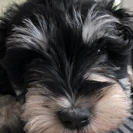 Miniature Schnauzers from Stephanie’s Schnauzers