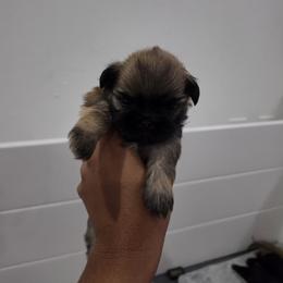 Shih Tzu Puppies from Shih Tzu Zoo Florida