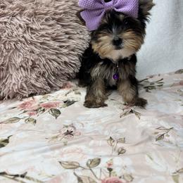 Belle READY TODAY - Black and tan female Yorkshire Terrier puppy in Cleveland, Georgia from Velvet Crown Yorkies
