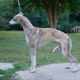 Tris - Whippet