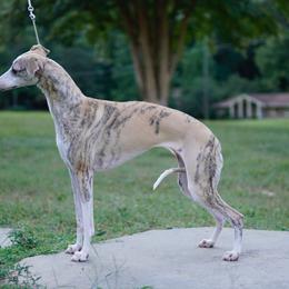 Tris - Whippet