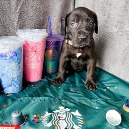 Violet - Black and white female Great Dane puppy in Climax, Michigan from Beaver Creek Danes