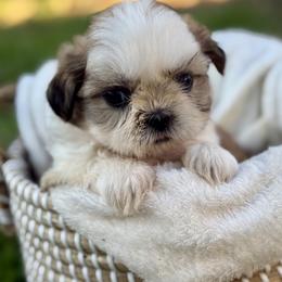 Miss Silver - Brindle and white female Shih Tzu puppy in Waco, Texas from Shih Tzus To Love