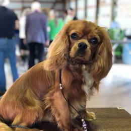 Winchester - Cavalier King Charles Spaniel