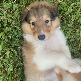 Collie Puppies from Heritage Valley Collies