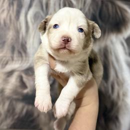 Gigi - Red merle female Miniature Australian Shepherd puppy in Tucson, Arizona from Soqui Ortiz Cattle Ranch