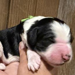 Boy 3 - male Bernedoodle puppy in Coopersburg, Pennsylvania from Deutsch Hund Haus