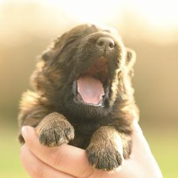 Indiana - Sable female German Shepherd puppy in Canton, Texas from WILDWOOD GERMAN SHEPHERDS