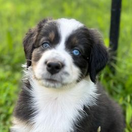 Rhea - Black tri-color female Australian Shepherd puppy in Silverdale, Pennsylvania from Bedtime Story Australian Shepherds