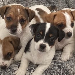 Russell Terriers from CF Jumping Jacks