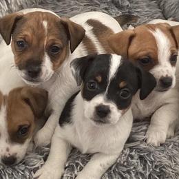 Russell Terriers from CF Jumping Jacks