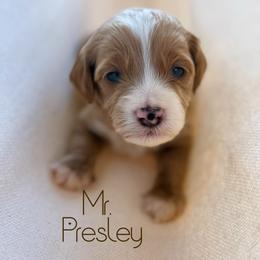 Mr. Presley - Red  male Goldendoodle puppy in Sacramento, California from Dandy Doodles Goldendoodles