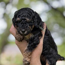 Mint - Phantom female Poodle puppy in Dallas, Texas from Infinity Poodles