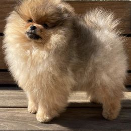 Pomeranians from VESPER POMERANIANS