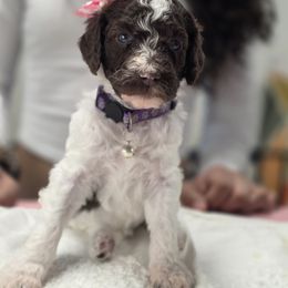 Poodle Puppies from Patitas