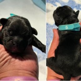 Turquoise collar - Black and white male French Bulldog puppy in Humble, Texas from Tip Top Bully House