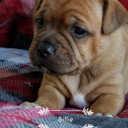Staffordshire Bull Terrier Puppies from Melissa's Pups
