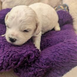 Bichon Frise Puppies from Jawoofski's Bichons