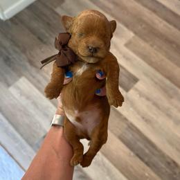 Woody - Red  male Goldendoodle puppy in Hot Springs, Arkansas from Hot Springs Kennels