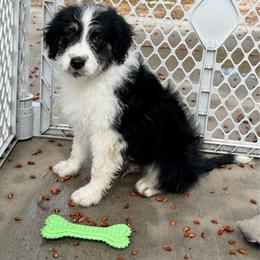 Caldera - Black tri-color male Aussiedoodle puppy in Colorado Springs, Colorado from Pesky Redneck Mini Ranch