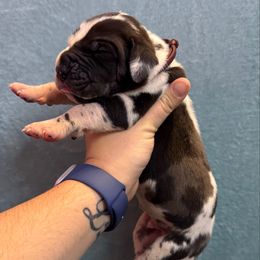 Luka - Harlequin male Great Dane puppy in Waseca, Minnesota from Northern Soul Great Danes
