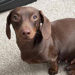Reesie Piecie - Dachshund