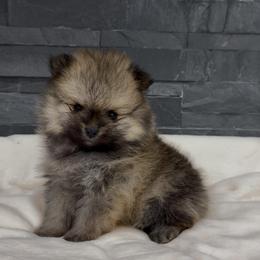 Pepper - Wolf sable female Pomeranian puppy in Goodyear, Arizona from AZ Royal Doxies llc