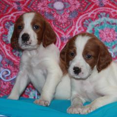 Clumber Spaniel and Irish Red and White Setter Puppies from NyaStar & Chequamegon
