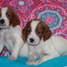 Clumber Spaniel and Irish Red and White Setter Puppies from NyaStar & Chequamegon