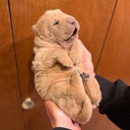 Autumn - Apricot dilute female Chinese Shar-Pei puppy in Auburn, Kansas from Justin's Chinese Shar-Pei