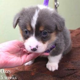 Burrito - Gray and white male American Corgi puppy in Mansfield, Ohio from Moonrise corgis