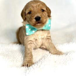 Miss Turquoise - Apricot female Australian Labradoodle puppy in Wake Forest, North Carolina from Lucky Country Labradoodles