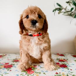 Nugget - Apricot male Cavapoo puppy in San Antonio, Texas from Cariad Doodles
