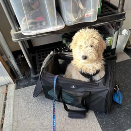 Goldendoodle All Grown Up from Golden Hearted Goldendoodles