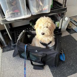 Goldendoodle All Grown Up from Golden Hearted Goldendoodles