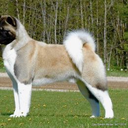 Akita and Shiba Inu All Grown Up from Day Dream Shiba Inu’s