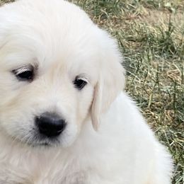 Girl 3 - Light golden Golden Retriever puppy in Allendale, Michigan from Teresa Stevens