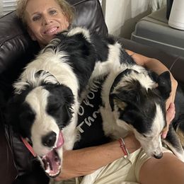 Demi - Border Collie