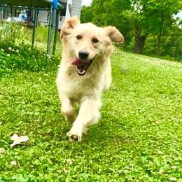 Goldendoodles and Golden Retrievers from Golden Puppies USA