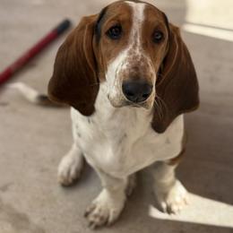 Whiskey - Basset Hound