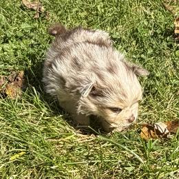 Merle male 2 - Chocolate merle male Pomeranian puppy in Indiana from Unique Uprisings