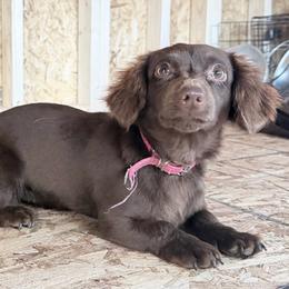 Lucy - Chocolate female Dachshund puppy in Lufkin, Texas from Dixie Chic Frenchies & Dachshunds