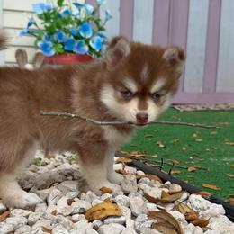 Venus - Red and white female Pomsky puppy in Spring Hill, Florida from PDQ Pomskies